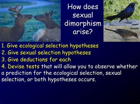 31.distinguish between intersexual and intrasexual selection. PPT - Males and females often look different PowerPoint Presentation, free download - ID:259632