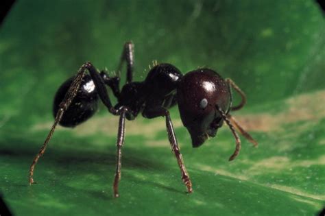 Oltre al cibo le formiche possono entrare in casa nostra attraverso le piante. Come eliminare le formiche da casa su Gryllo73