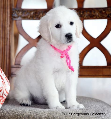 Best purebred akc english cream retriever puppies in southern maine.top quality multi champion imported my golden retrievers are raised as part of the family. Akc English Cream Golden Retriever Puppies For Sale Michigan