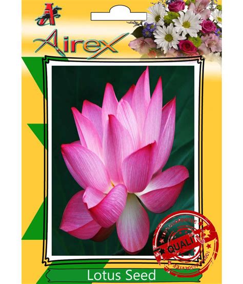 Where to buy lotus flowers chicago. Airex Lotus Flower Seeds: Buy Airex Lotus Flower Seeds ...