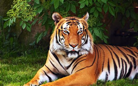 Hd wallpapers and background images Awesome Royal Filled HD Tiger Wallpapers Hand Picked - Stugon