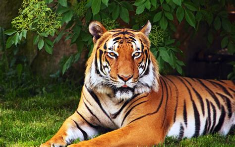 Download wallpapers tiger for desktop and mobile in hd, 4k and 8k resolution. Awesome Royal Filled HD Tiger Wallpapers [Hand Picked ...