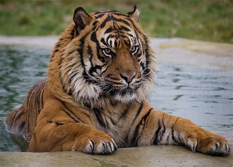 In 2017, the big cat sanctuary alliance (bcsa) was created to: Wildlife Heritage Foundation | Save up to 60% on luxury ...