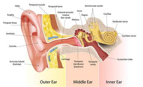 Lidah merupakan organ tubuh yang berperan untuk menyadari setiap rasa yang masuk ke mulut. Bagian Bagian Telinga Beserta Gambar dan Penjelasan Fungsinya