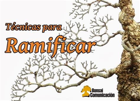 Simple to produce as the species buds well in the internodes and will continue to do so bonsai nurseries also offer them. Ramification Techniques | Bonsai techniques, Bonsai tree ...