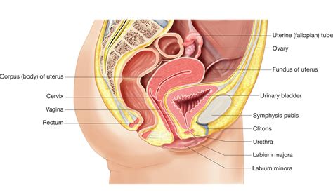 Female reproductive system consists of ovaries, fallopian tubes, uterus, vagina, mammary glands, and the male reproductive. Reproductive System In Females Female Reproductive Labeled Diagram Anatomy Human Body | Human ...