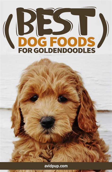 Top-7-Best-Dog-Foods-for-Goldendoodles,-(Puppies-&-Adults ...