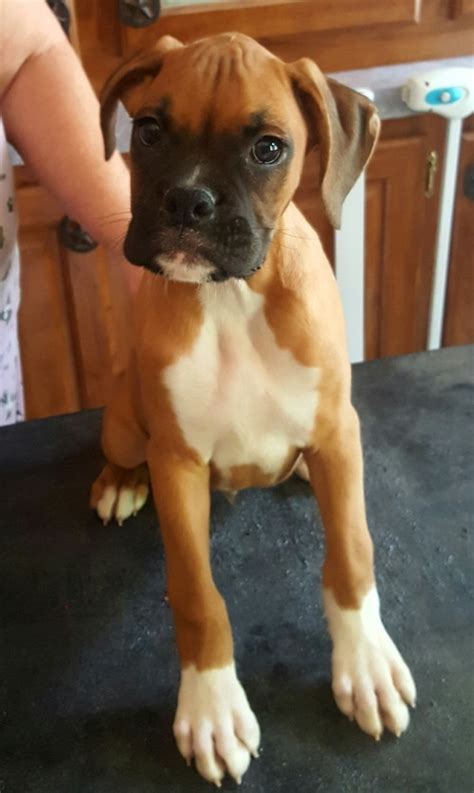 We are certified akc boxer puppies breeders club… a loving. Boxer Puppies For Sale | Louisville, KY #260416 | Petzlover