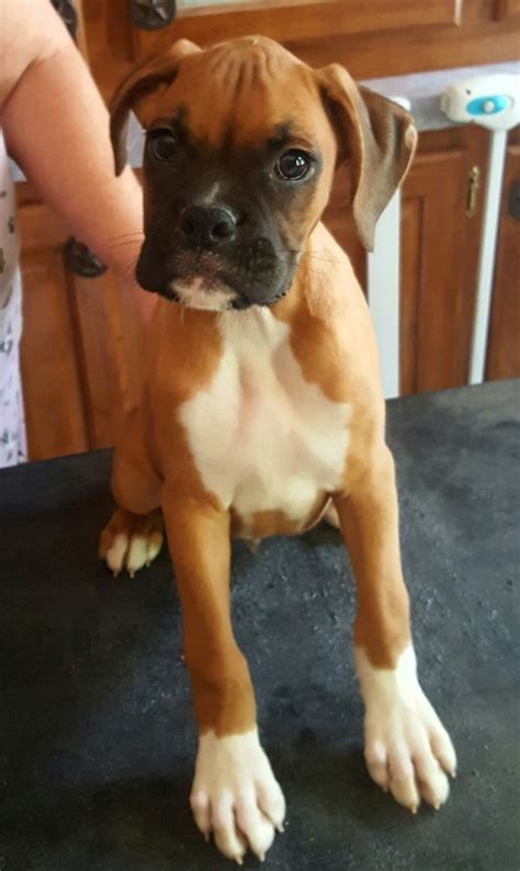 Contact via phone for more info. Boxer Puppies For Sale | Louisville, KY #260416 | Petzlover