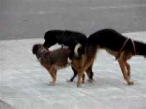 How long do dogs stay stuck? Dogs Stuck Together - YouTube