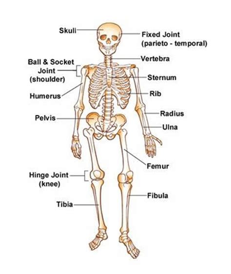 Learn vocabulary, terms and more with flashcards, games and other study tools. Human skeleton English lesson learning the vocabulary for a skeleton