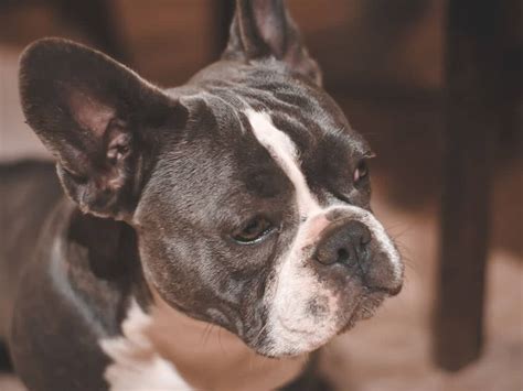 You might already know that the average cost of a french bulldog ranges anywhere from $1 why are purebred french bulldogs so expensive? How Much Are French Bulldogs?|Determine Price Factors|UKPets