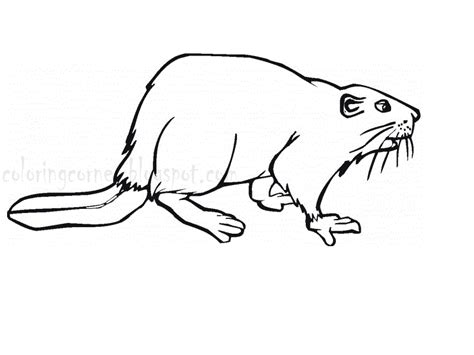 Enjoy these free coloring pages to color, paint or crafty educational projects for young children, preschool, kindergarten and early elementary. Beaver Coloring Pages