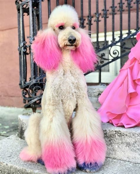 Unlike trimmers for human hair, dog clippers are specifically designed to get through your. ♥︎ barbieville™ ♥︎ | Dog hair dye, Pink dog, Cool pets