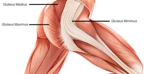 The gluteus maximus, gluteus medius and gluteus minimus. 6 Supplements High In Protein & Vitamins for Bigger ...