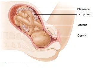 Pola pertumbuhan dan perkembangan pada hewan). BIOLOGI: Sistem Reproduksi Manusia