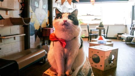 We visited hayden hilton's java cats cafe, the first cat cafe in the metro atlanta area. Java Cats Café to open Marietta location - Cobb County Courier