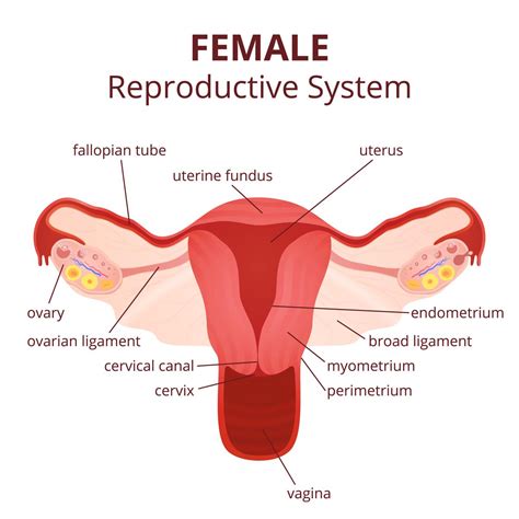 Ah, the uterus, nature's rubix cube. Labeled Diagram of the Female Reproductive System And Its ...