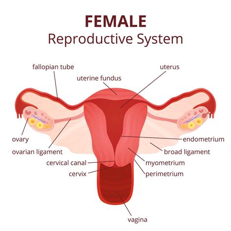 Anatomy diagram female anatomy cutaway view cross section internal organs skeletal system brain uterus lung section stomach gall bladder healthy sigmoid. Labeled Diagram of the Female Reproductive System And Its ...