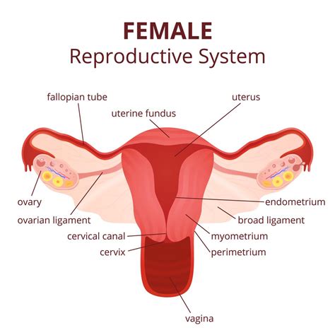 Reproductive system female organs diagram. Labeled Diagram of the Female Reproductive System And Its ...