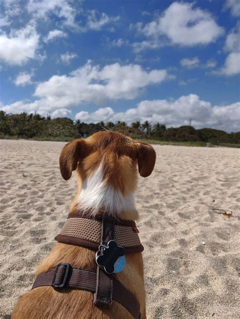 Photo courtesy of long beach convention & visitors bureau. Haulover Beach Dog Park, 10800 Collins Ave, Miami Beach ...