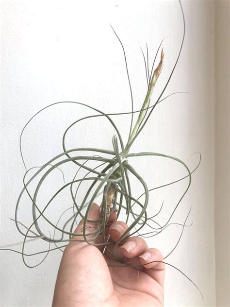 Maybe you would like to learn more about one of these? Tillandsia Schiedeana — The Zen Succulent | Durham's ...