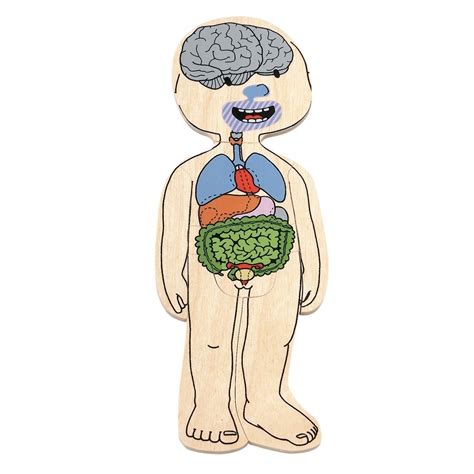 Das innere des körperrumpfes (torso) jedes organ im körper hat einen unverwechselbaren aufbau (z. Lagen Puzzle Dein Körper Mädchen - Schweiz