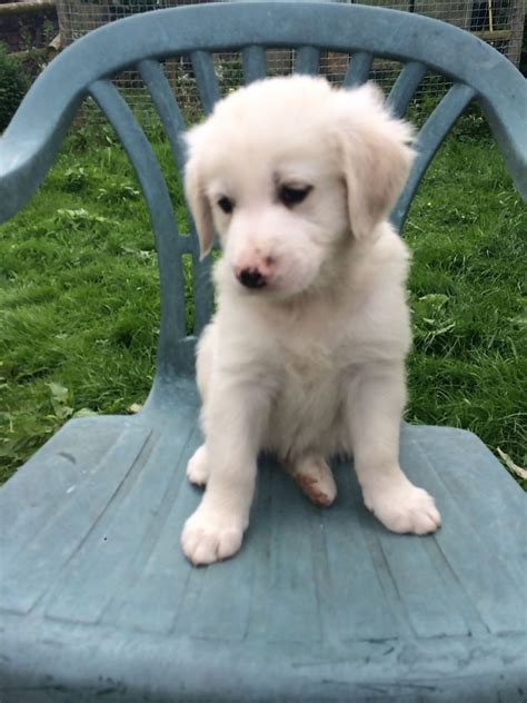 We are a family oriented golden doodle breeder. Golden Retriever Puppies For Sale | Elizabethtown, PA #223204