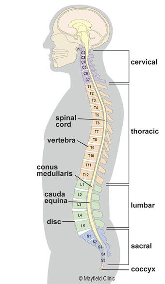 What is the area of the rectangle? Illustration, sideview, head & torso, with vertebrae and 5 ...