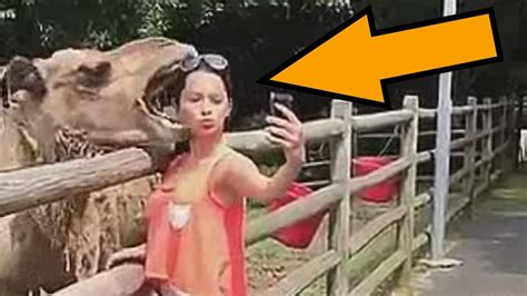 Left in the heat with its legs tied all day. Camel bites woman's head while taking selfie - Animals ...