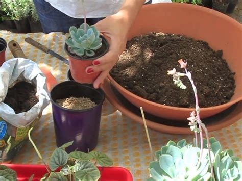 Sustrato para cactus y suculentas. Como hacer sustrato casero para suculentas - Plantas ...