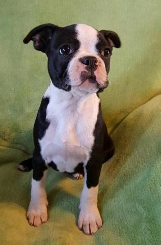 Due any day now so contact if interested in being on the waiting list. Boston Terrier Puppies 14 weeks for Sale in Medford ...