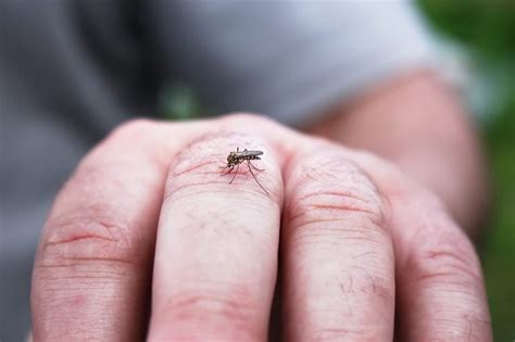 Cara mengobati gigitan serangga merupakan hal yang sepertinya mudah tetapi sangat menganggu bahkan beberapa gigitan serangga dapat menimbulkan luka yang membekas menjadi koreng. Kaedah Semula Jadi Untuk Melegakan Gatal Gigitan Nyamuk ...