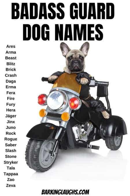 If you've adopted a bully, you might be looking for a great name to suit your new family member. Over 100 Badass Dog Names | Tough dog names, Female dog ...