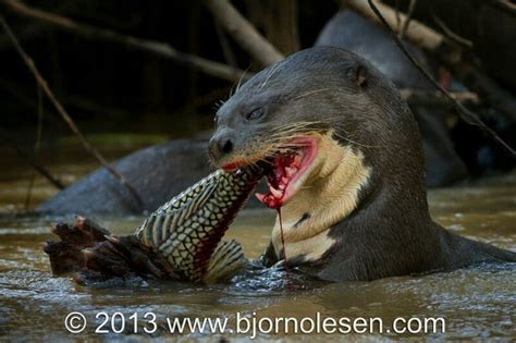 Sea otters are the smallest fully marine mammal in the world: Giant River Otter (With images) | Interesting animals ...