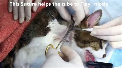 Your vet can also give you general advice on how to get your to tube feed a cat, you feed the food into the tube through a syringe. E-tube placement, Finger Trap Suturing, in a cat - YouTube