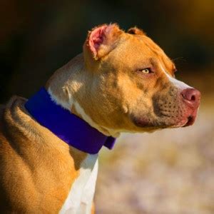 When it comes to feeding a pitbull, it is important to stick to a diet consisting of essential nutrients. Best Dog Food for Pitbulls: Muscular Body Needs High ...