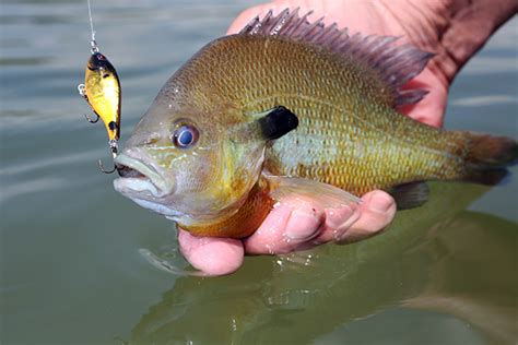 Twenty rock bass are also allowed per day. 2018 Tennessee Fishing Calendar - Game & Fish