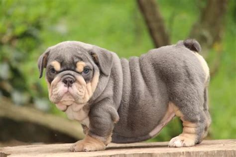If you are looking to adopt or buy a bulldog take a look here! English Bulldog puppies for sale - Posts | Facebook