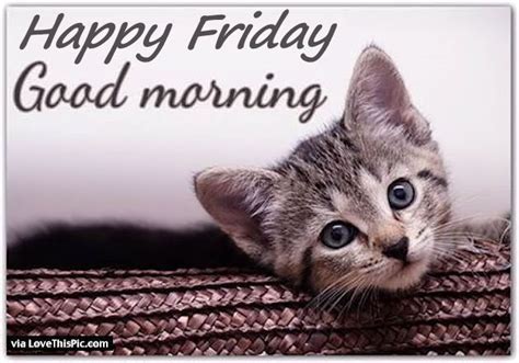 Good Morning Happy Friday Quote With A Cute Kitten ...