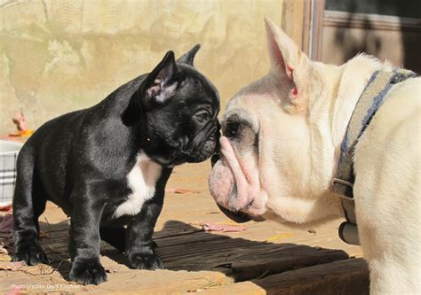 The club was created to encourage and promote quality in the breeding of purebred french bulldogs and to do all possible to bring their natural qualities to perfection, and to promote the proper care of the breed. French Bulldog Club of America - BBDS Design