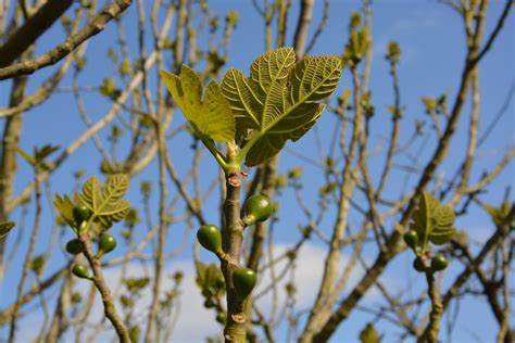 The reminder that lauren is sexually fluid is intentionally subtle. Fig Tree Flower Images - Chrisyel