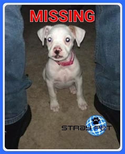 Boxer las vegas, nevada, united states. Stray Pet Alert - Missing Boxer Puppy (San Antonio, Texas 78224) #straypet #SanAntonio #dog ...