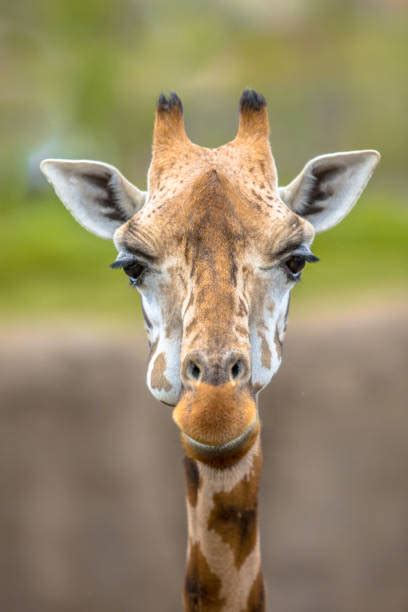 Enkele meteoren zijn goed te zien. Camelopardalis Sterrenregen afbeeldingen, beelden en ...