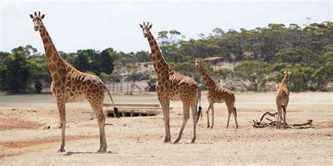 Photo lab as you print other pictures, we sugget matte photo paper for the best results. Giraffe Facts & Information - Monarto Zoo