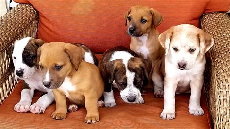Maybe you would like to learn more about one of these? Pets for Adoption at Florida Urgent Rescue Inc., in ...