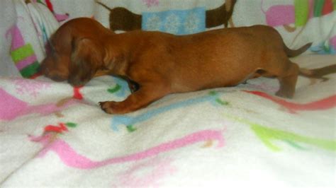 .dachshund breeders to advertise their puppies in akron, canton, cincinnati, cleveland, columbus, toledo, youngstown and anywhere else in ohio. Miniature Dachshund Puppies For Sale | Cincinnati, OH #326300