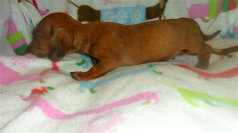 See puppy pictures, health information and reviews. Miniature Dachshund Puppies For Sale | Cincinnati, OH #326300