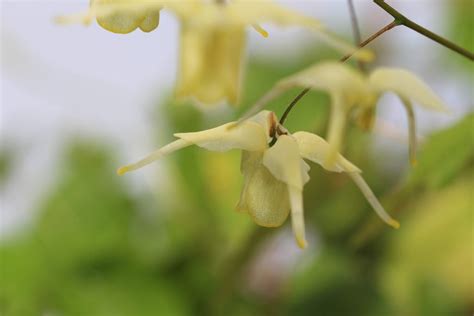 In ancient texts such as the bible it is called brimstone, and 2. Epimedium "Flowers of Sulphur" - Penny's Primulas