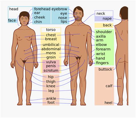 If you are looking for a female torso, pair of legs for pants, leg forms for socks or hosiery or mannequin hands for gloves, jewelry or to replace a broken hand, we have them here. Clip Art Female Body Parts Pictures - Body Parts Of Men ...
